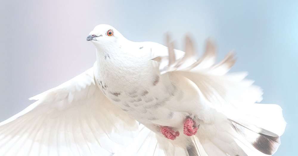 美しく羽ばたいている１羽の白い鳩
