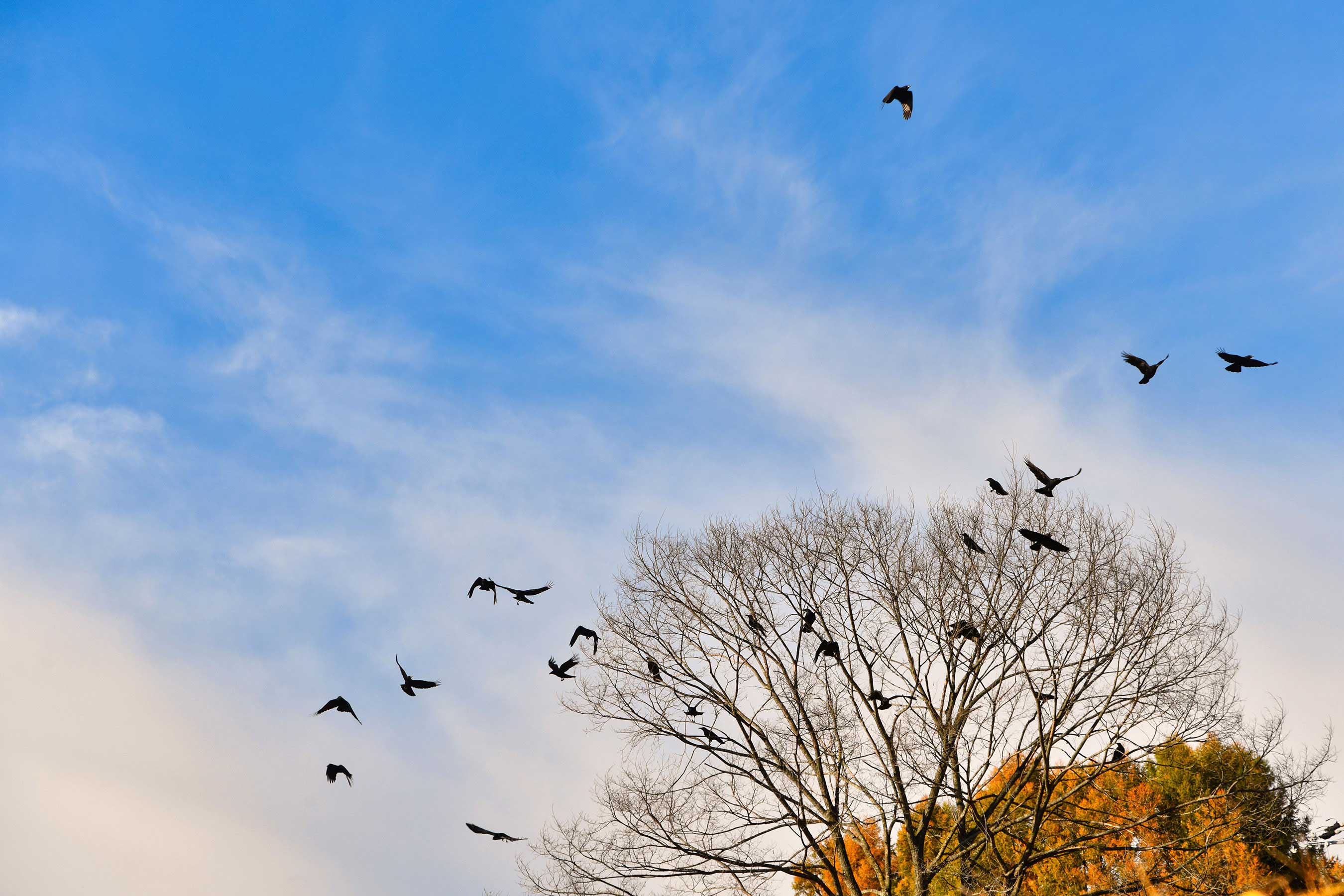 空に羽ばたくたくさんの鳥たち